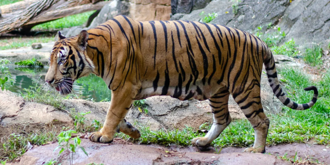 文告 | 政府应加强管制森林开发和非法猎杀，保护马来亚虎