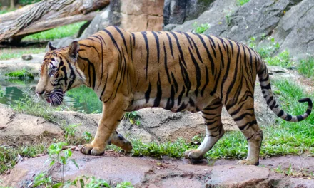 文告 | 政府应加强管制森林开发和非法猎杀，保护马来亚虎